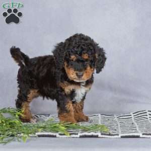 Smokey, Miniature Poodle Puppy